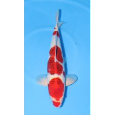 KGE.55 GOROMO KGE.55 GOROMO